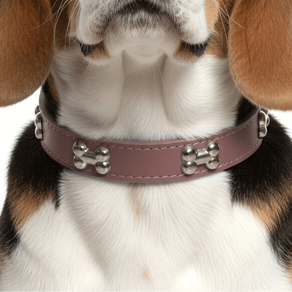 Classic Everyday Dog Collar