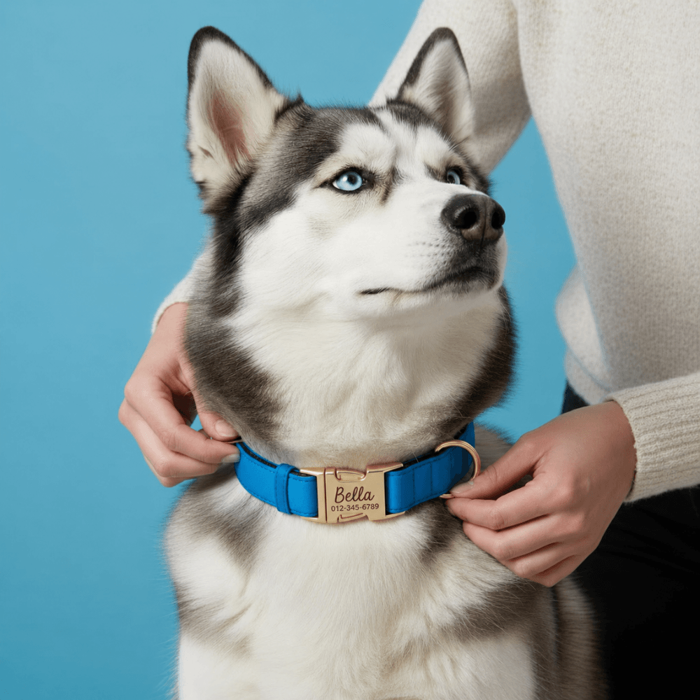 Custom Laser-Engraved Dog Collar & Lead Set
