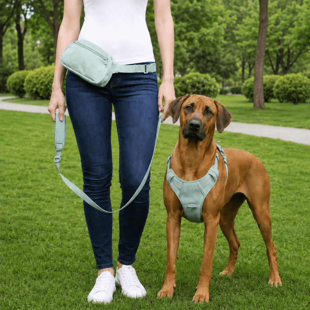 5-Piece Corduroy Dog Harness & Lead Set
