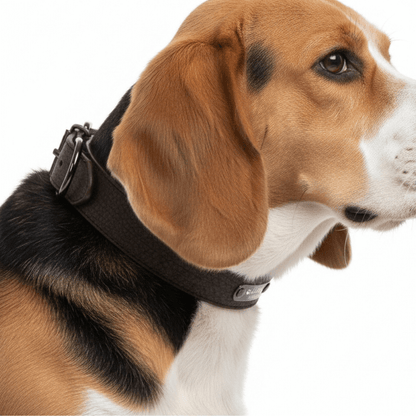 Minimalist Custom Nameplate Dog Collar