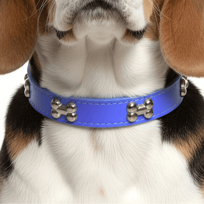 Classic Everyday Dog Collar