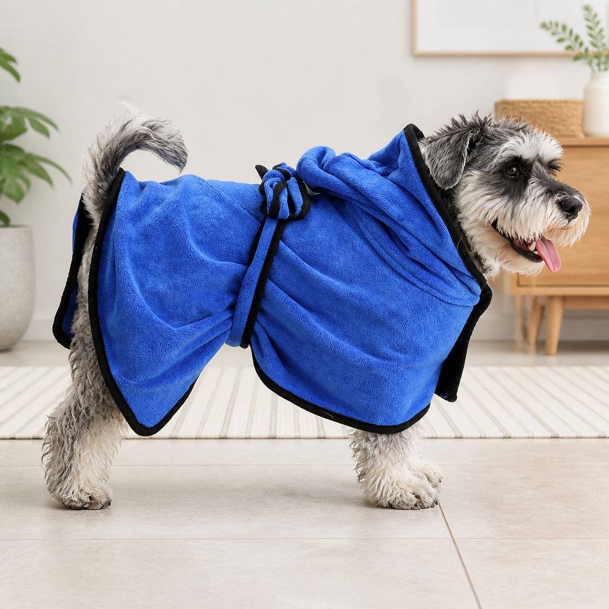 Miniature schnauzer wearing blue drying robe