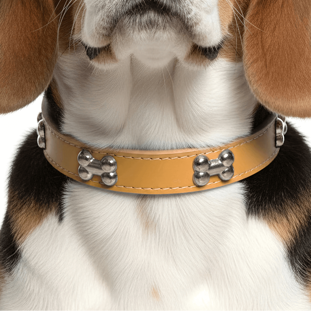 Classic Everyday Dog Collar