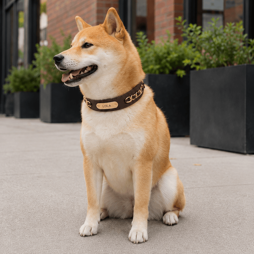 Premium Leather Custom Nameplate Dog Collar