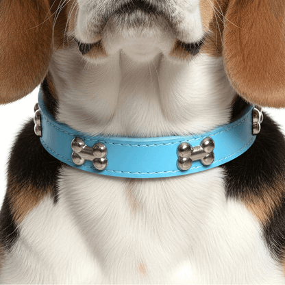 Classic Everyday Dog Collar