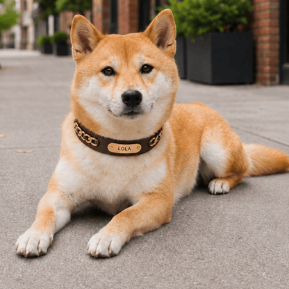 Premium Leather Custom Nameplate Dog Collar