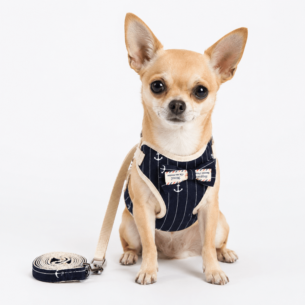 Small Bow Tie Pet Harness & Lead Set
