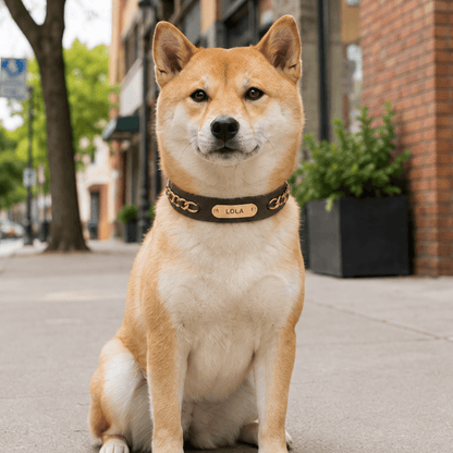 Premium Leather Custom Nameplate Dog Collar