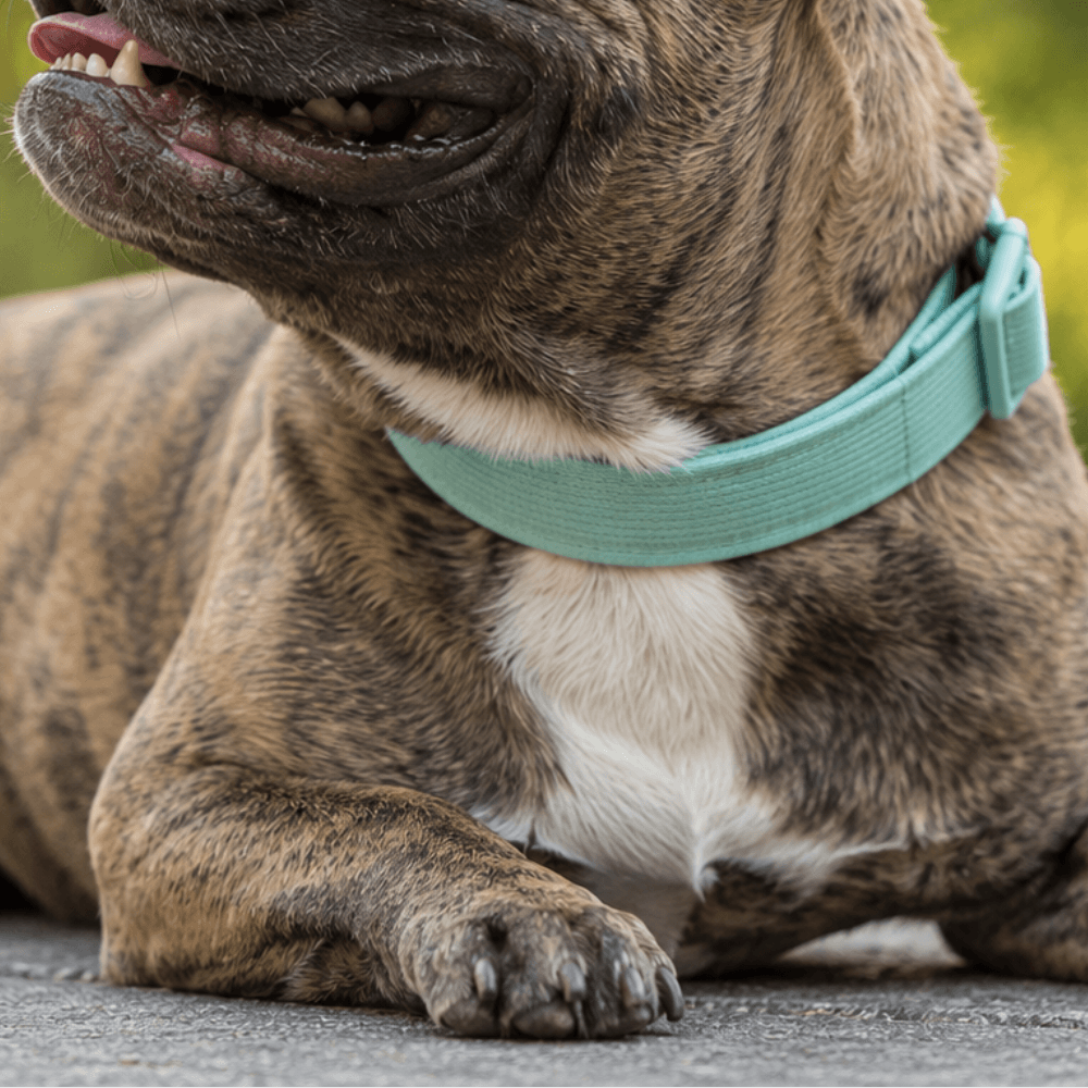 Corduroy Dog Collar