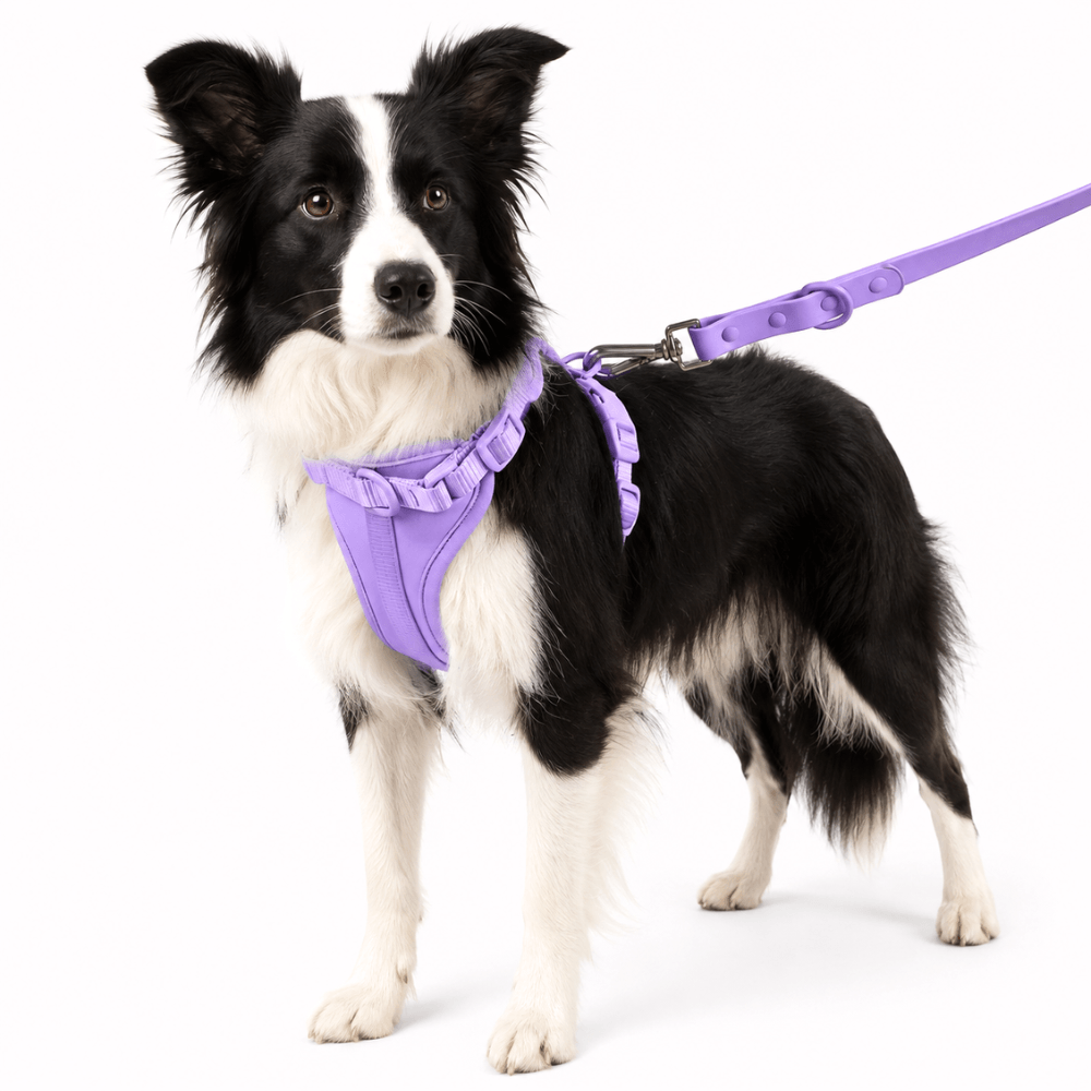 No-Pull Comfort Dog Harness