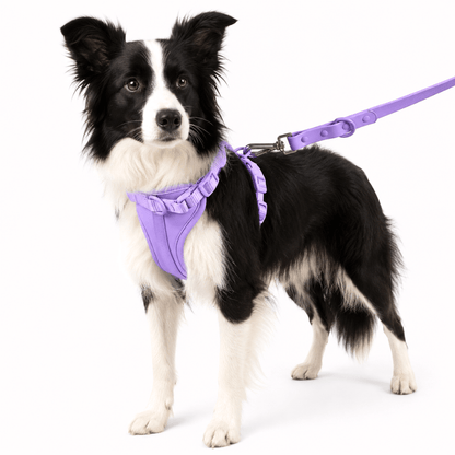 No-Pull Comfort Dog Harness