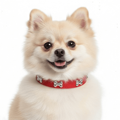 Classic Everyday Dog Collar