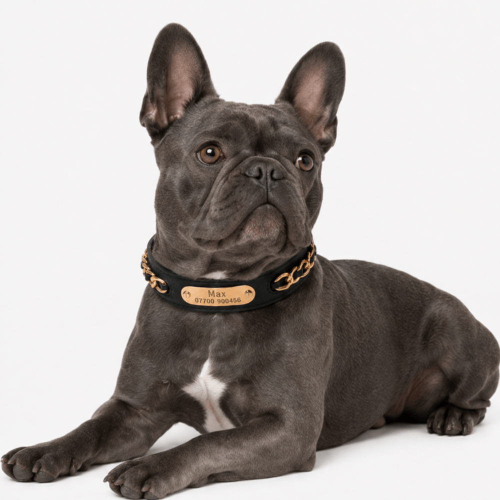 Premium Leather Custom Nameplate Dog Collar