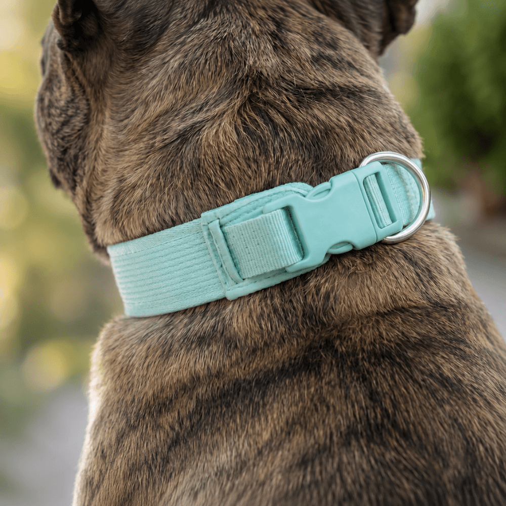 Corduroy Dog Collar