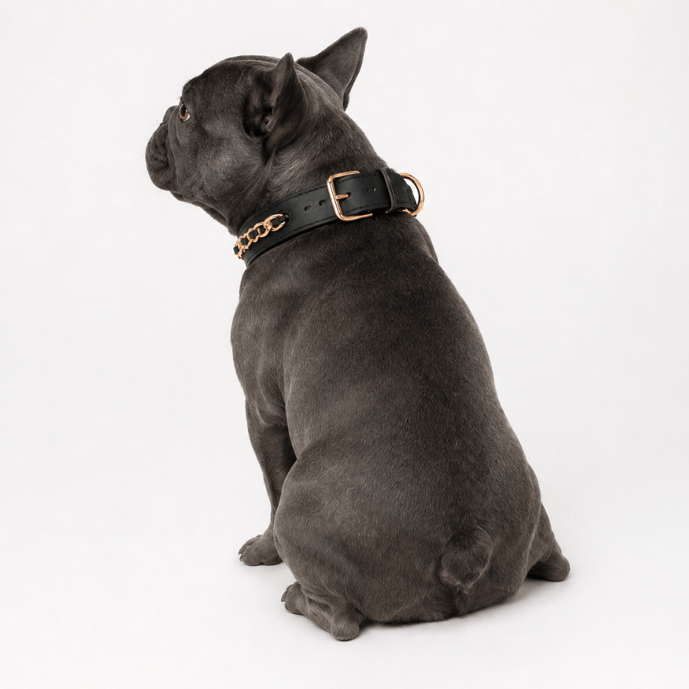 Premium Leather Custom Nameplate Dog Collar