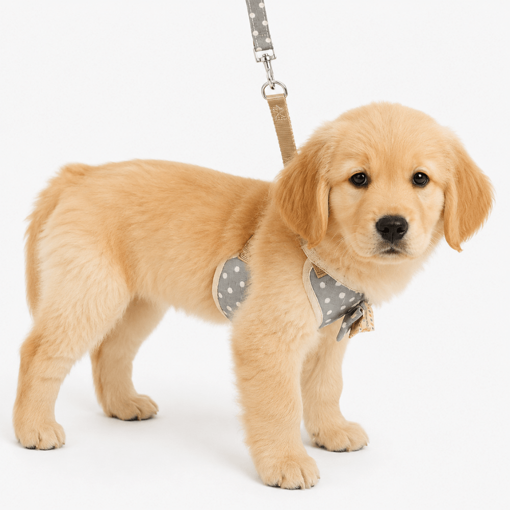 Small Bow Tie Pet Harness & Lead Set
