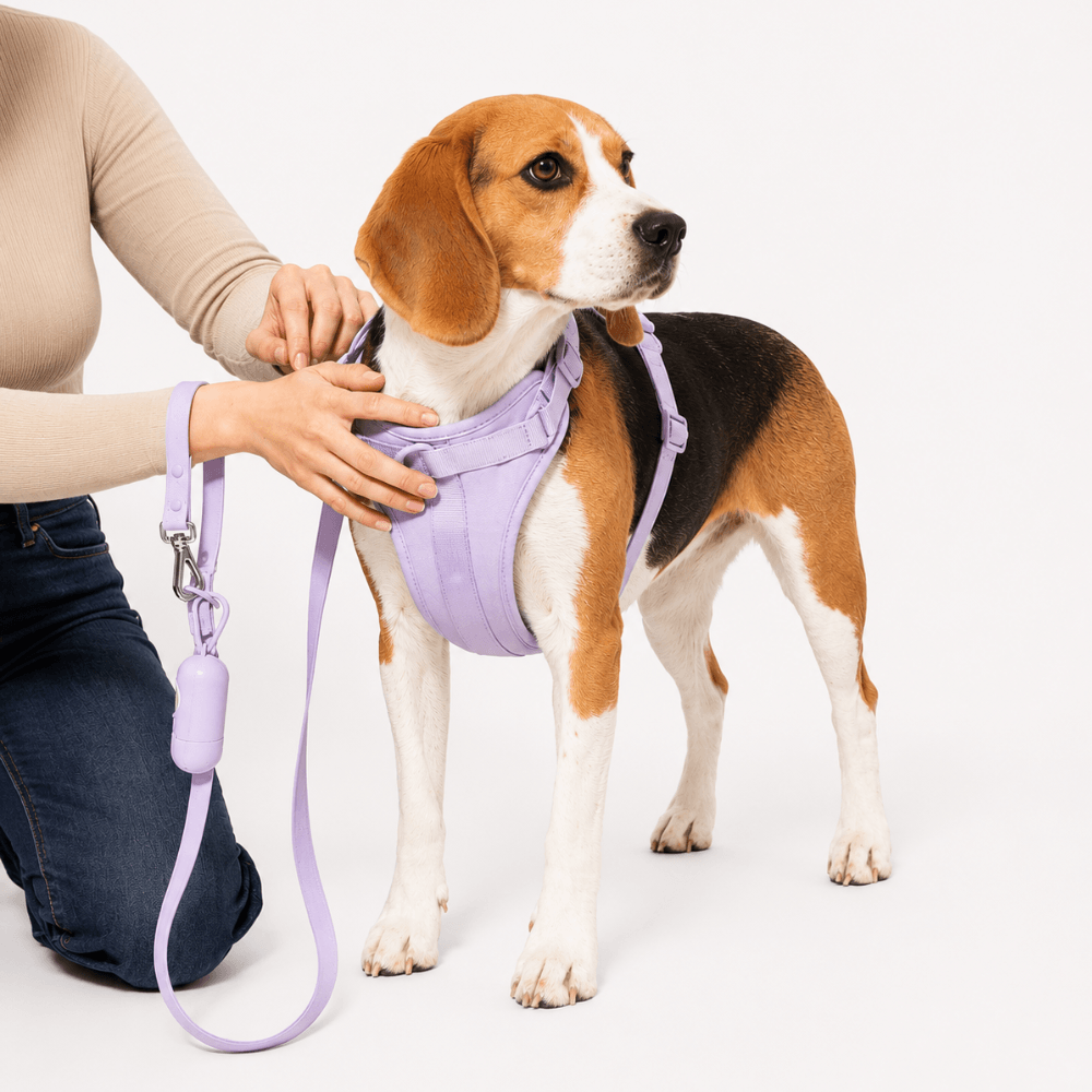 4-Piece Dog Harness & Lead Set