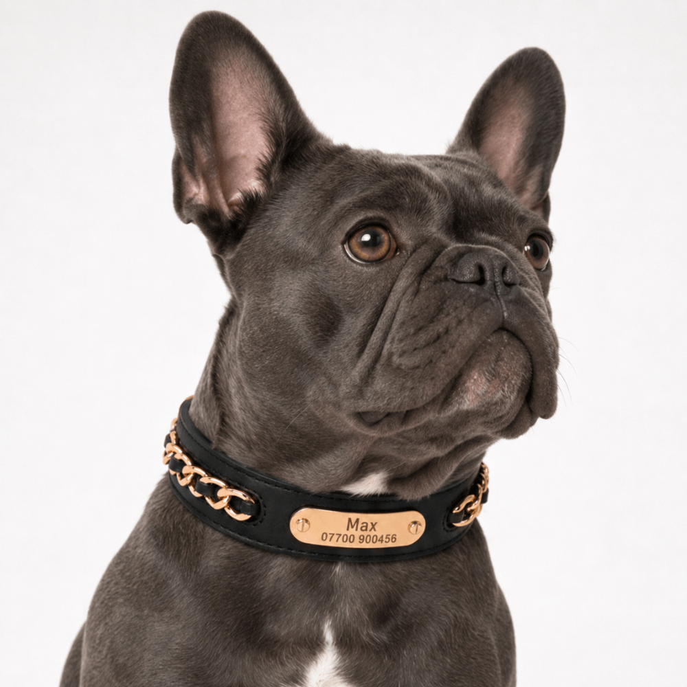 Premium Leather Custom Nameplate Dog Collar