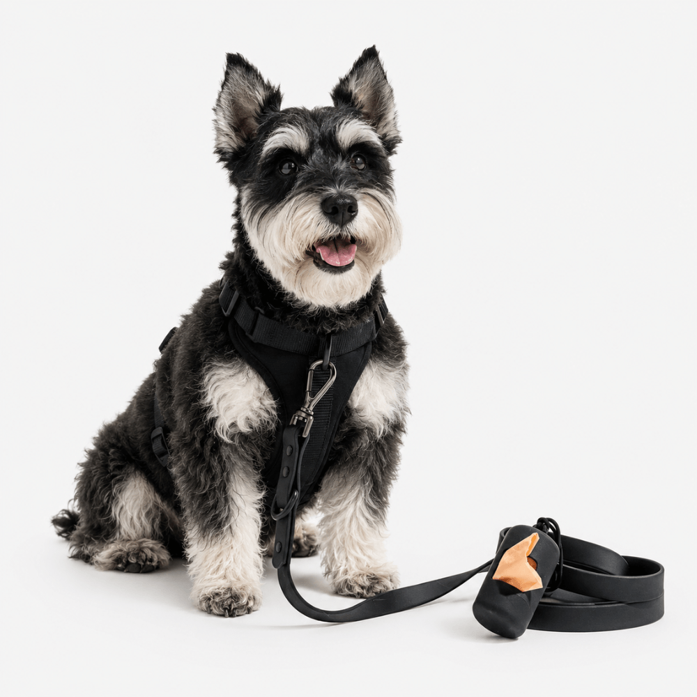 4-Piece Dog Harness & Lead Set