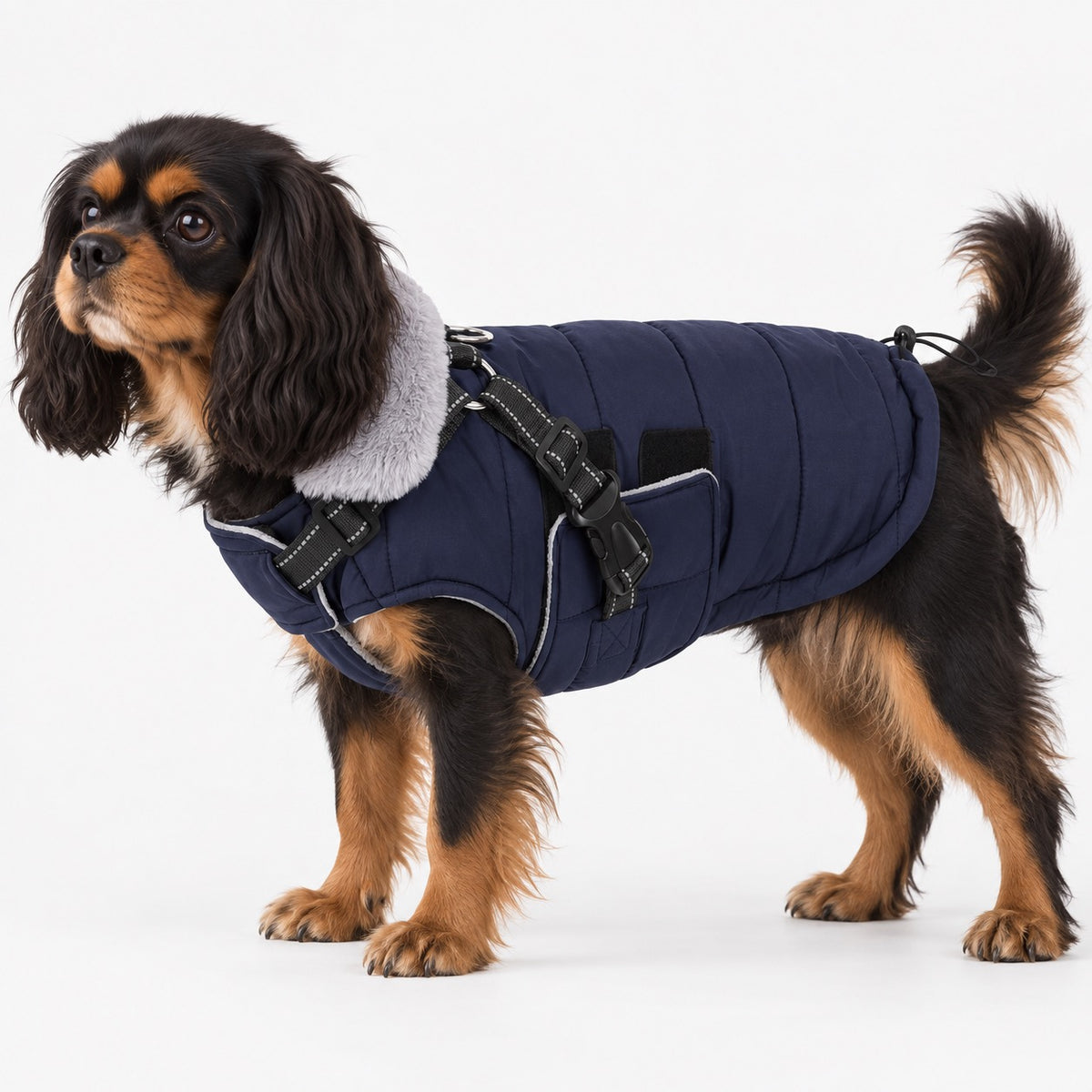 Dog wearing a warm coat with integrated harness