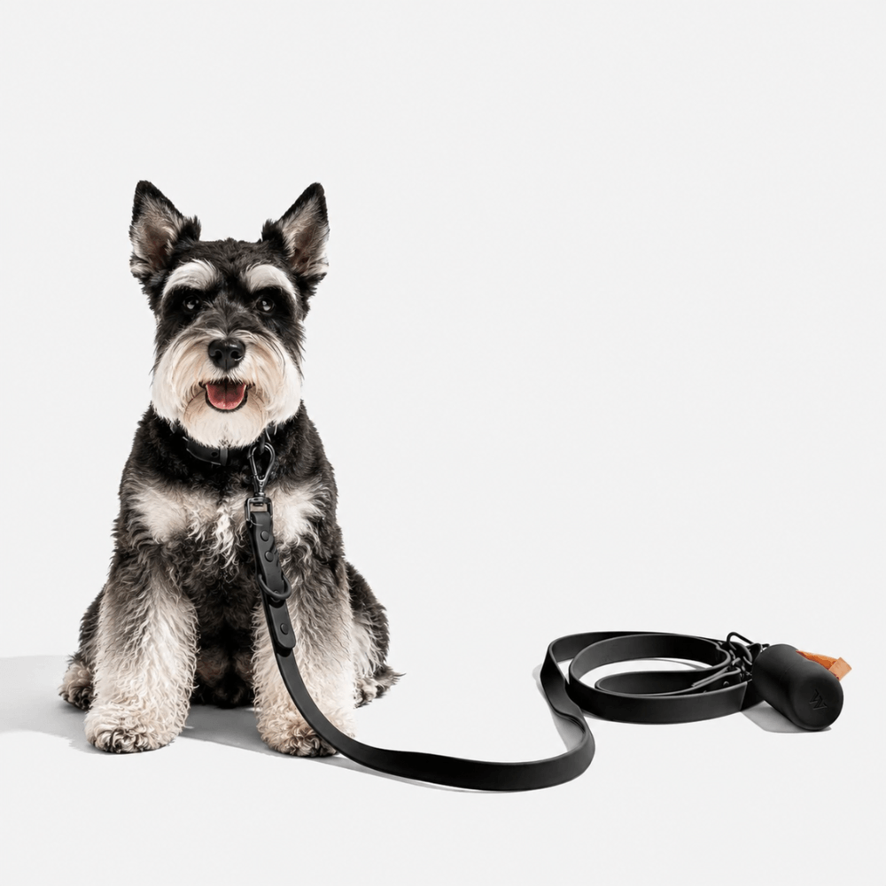 4-Piece Dog Harness & Lead Set