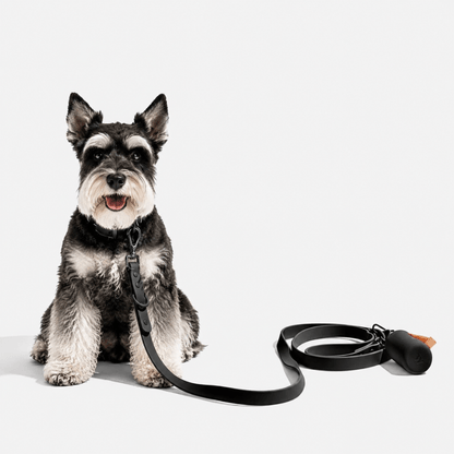 4-Piece Dog Harness & Lead Set