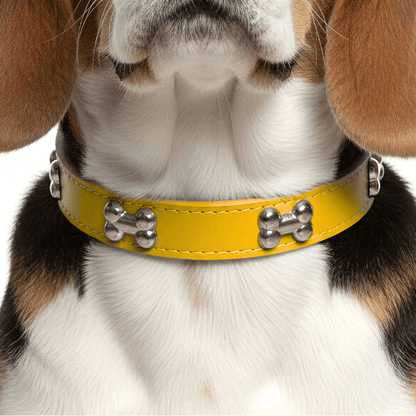 Classic Everyday Dog Collar
