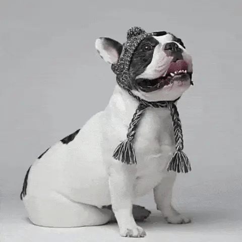 Cosy Knitted Dog Beanie Hat for Winter