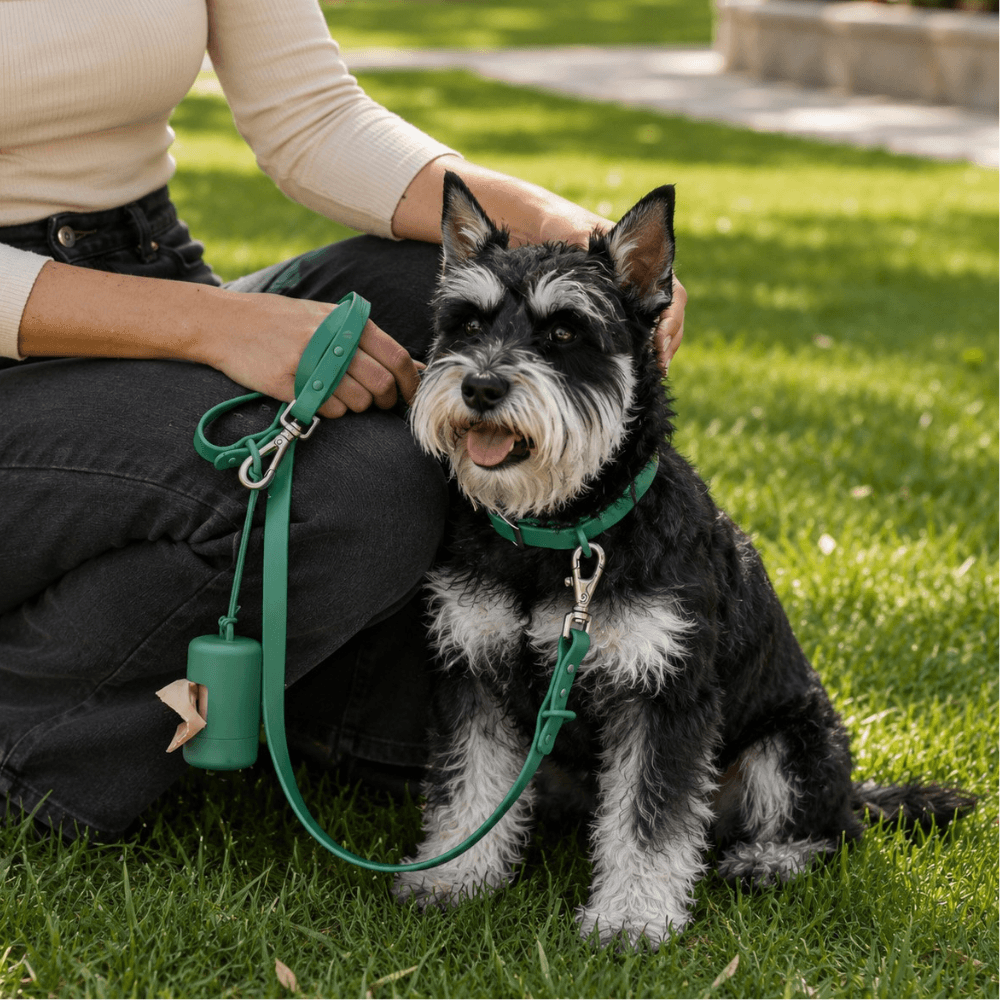 4-Piece Dog Harness & Lead Set
