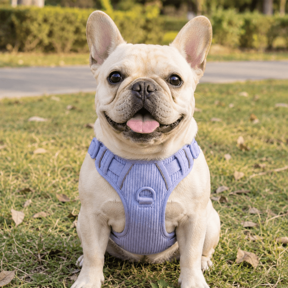 No-Pull Corduroy Dog Harness