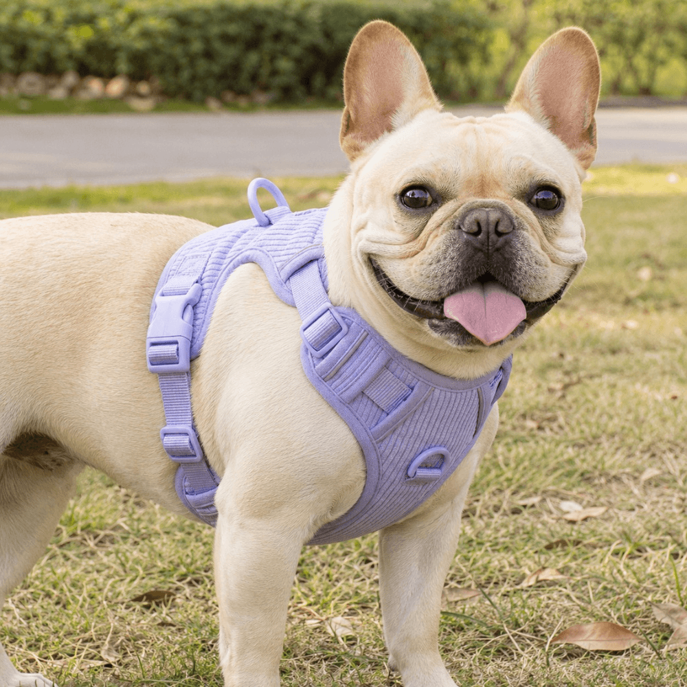 No-Pull Corduroy Dog Harness