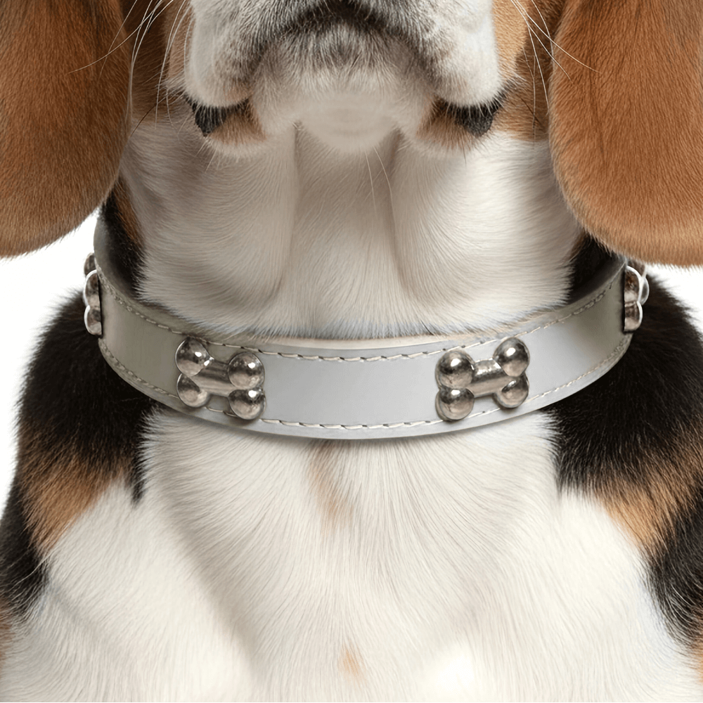 Classic Everyday Dog Collar