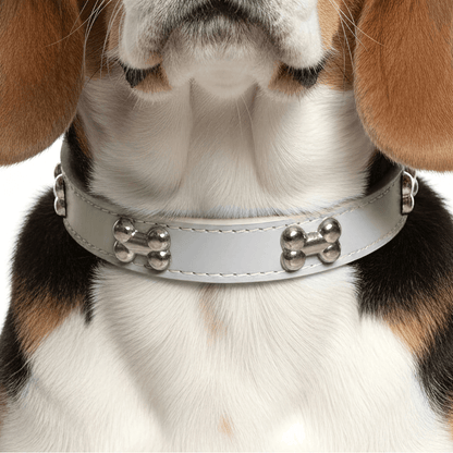 Classic Everyday Dog Collar