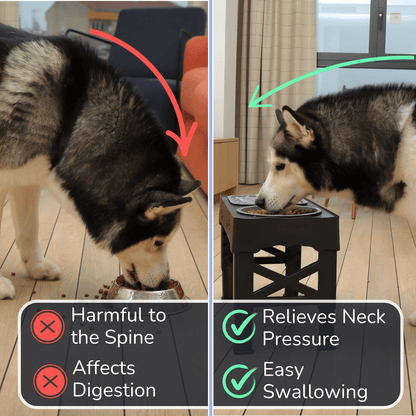 3-in-1 Adjustable Dog Bowl Stand