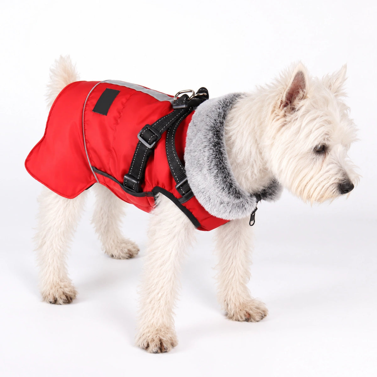 Dog wearing a warm coat with integrated harness