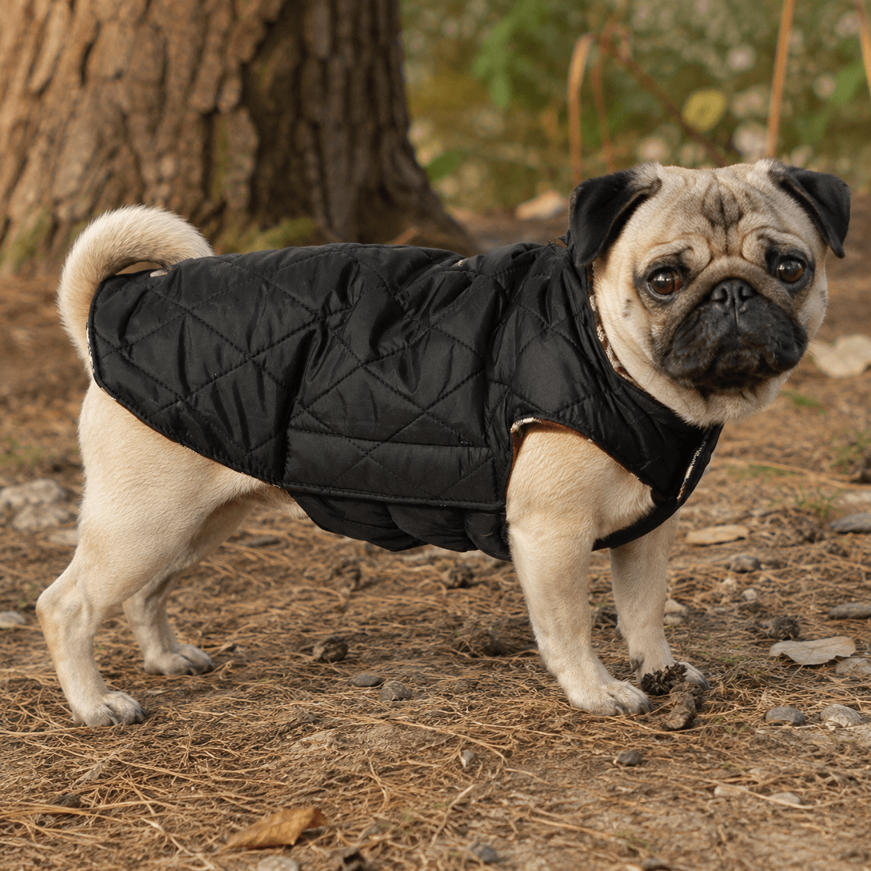 Plaid Reversible Cozy Dog Coat with Lead Opening