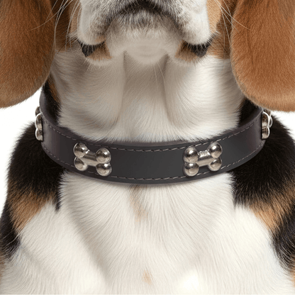 Classic Everyday Dog Collar