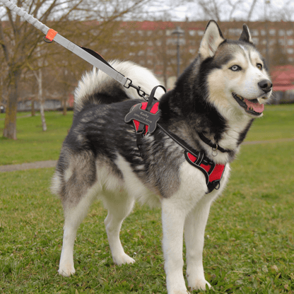 Custom Name No-Pull Dog Harness