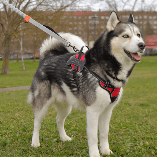 Custom Name No-Pull Dog Harness