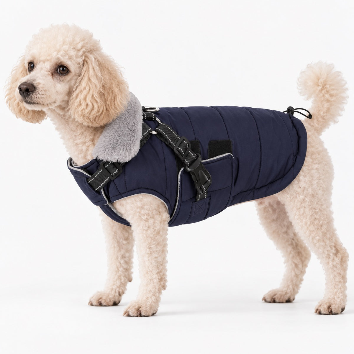 Dog wearing a warm coat with integrated harness