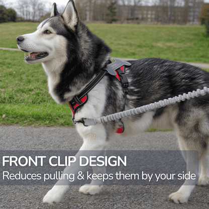 Custom Name No-Pull Dog Harness
