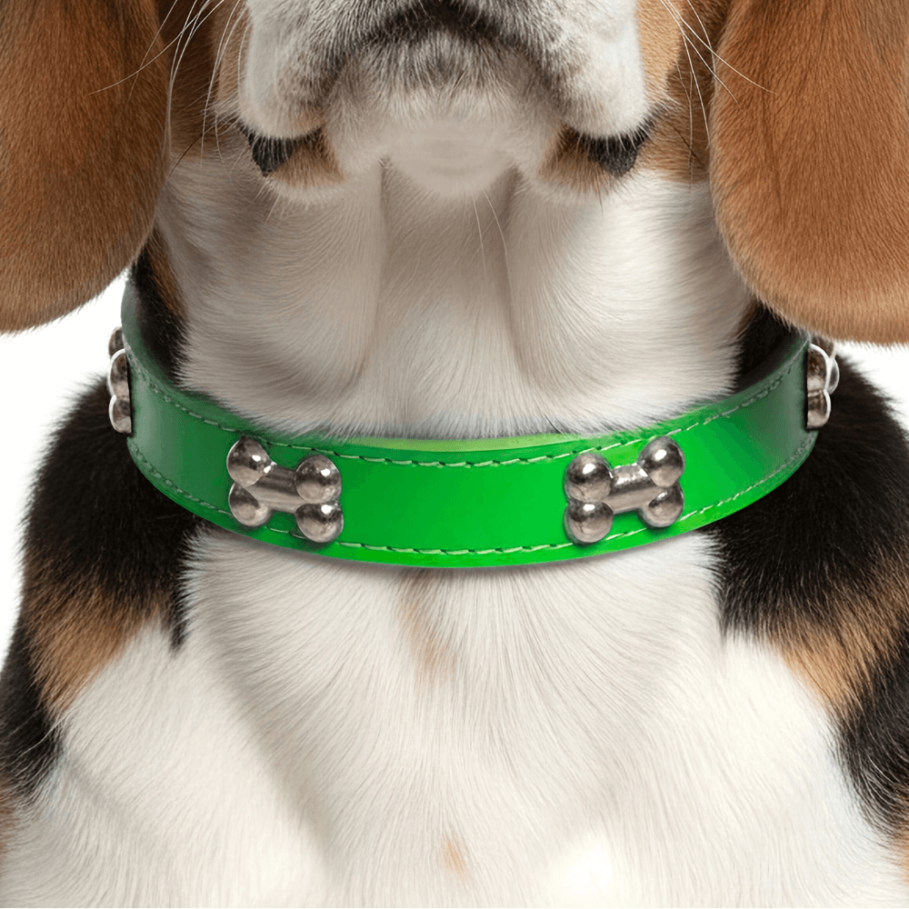 Classic Everyday Dog Collar