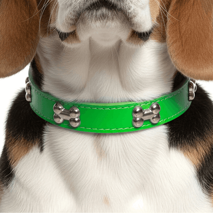 Classic Everyday Dog Collar