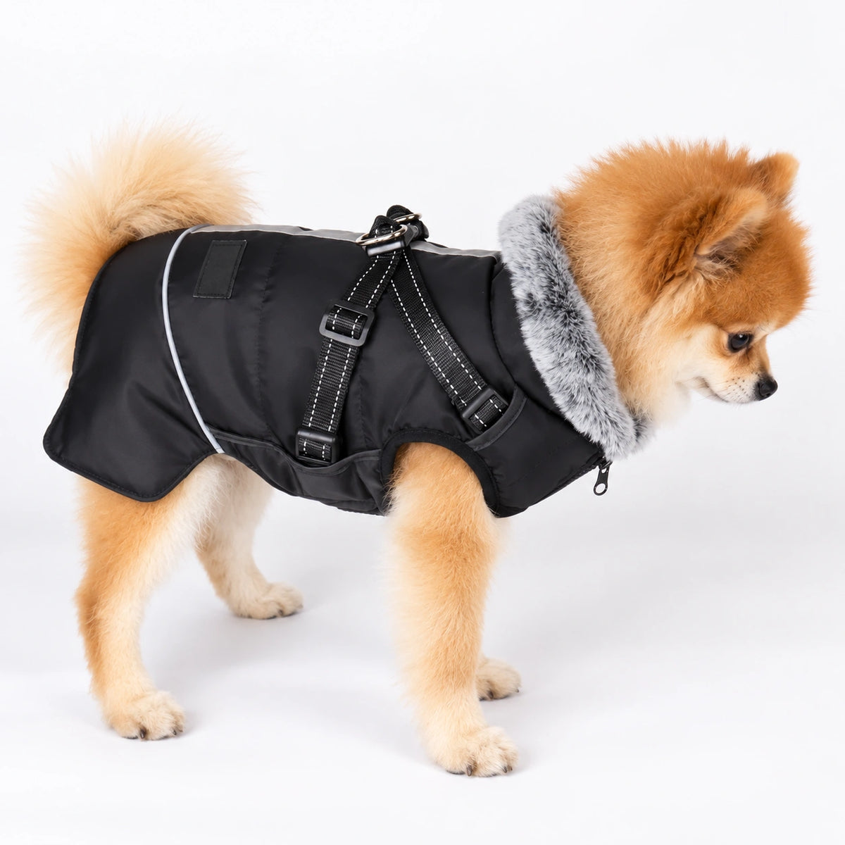 Dog wearing a warm coat with integrated harness