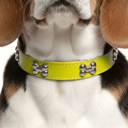 Classic Everyday Dog Collar