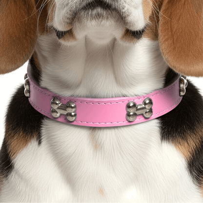 Classic Everyday Dog Collar