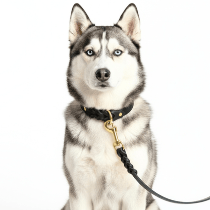 Classic Braided Leather Dog Lead