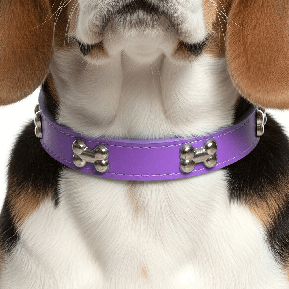 Classic Everyday Dog Collar