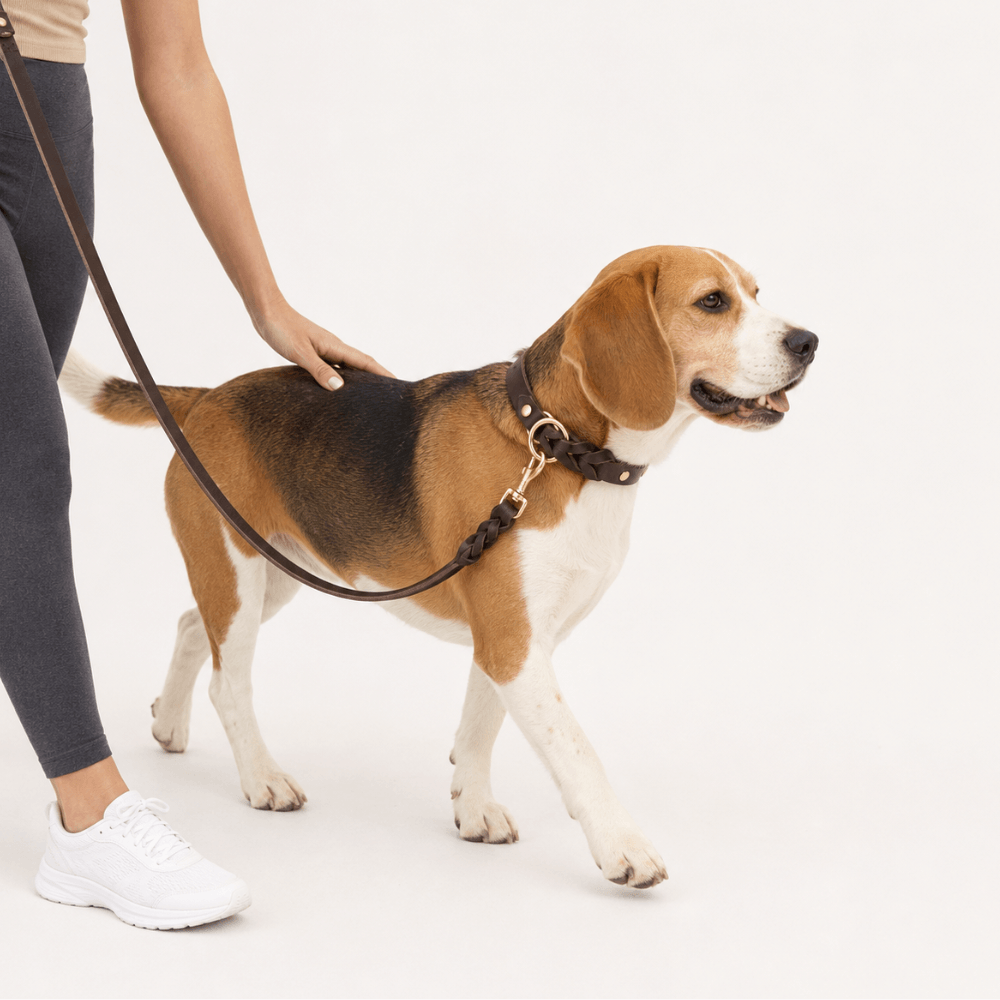 Genuine Leather Dog Collar & Lead Set
