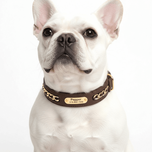 Daily Style Custom Nameplate Collar